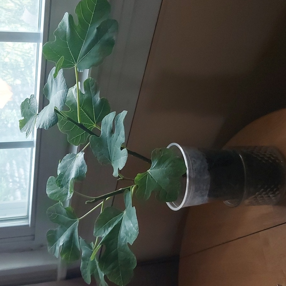 Cold Hardy Fig Tree Unknown Variety